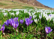 Ai Piani dell’Avaro ben fioriti di crocus–2 maggio 2025